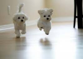 Talker99 removed the red couch photo due to copyright infringement(it was a fine photo though) Here now in its place, Puppies!